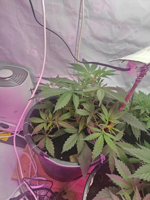 Durban poison auto. Week 4 - added a 40w shit bulb to the side to ensure light to the lower branches