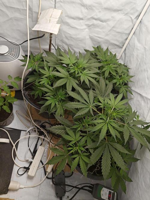 Durban poison auto. Week 5 - ...