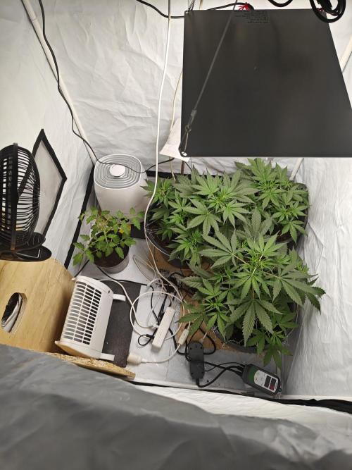 Durban poison auto. Week 5 - ...