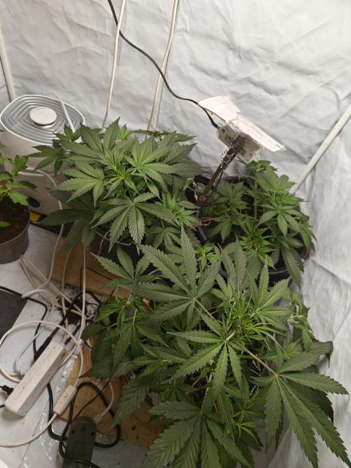 Durban poison auto. Week 5 - ......
