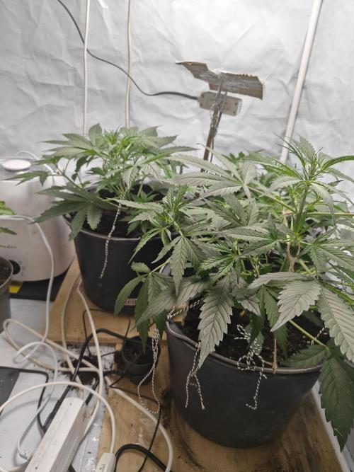 Durban poison auto. Week 5 - ...