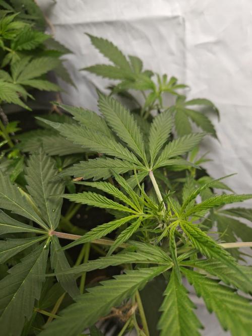 Durban poison auto. Week 5 - still looking a bit sad
