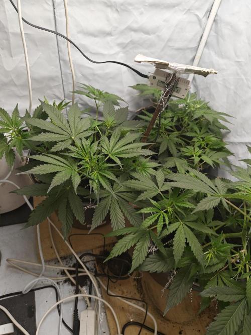 Durban poison auto. Week 5 - ...