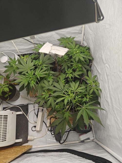 Durban poison auto. Week 5 - ...
