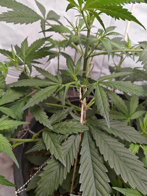 Durban poison auto. Week 5 - slowly recovering