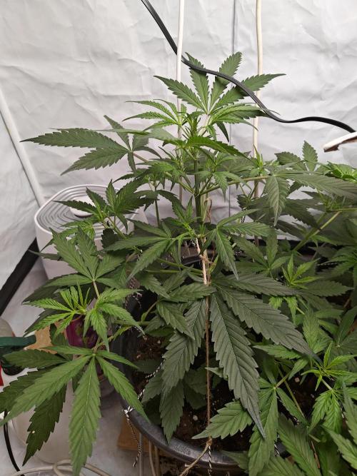 Durban poison auto. Week 5 - ...