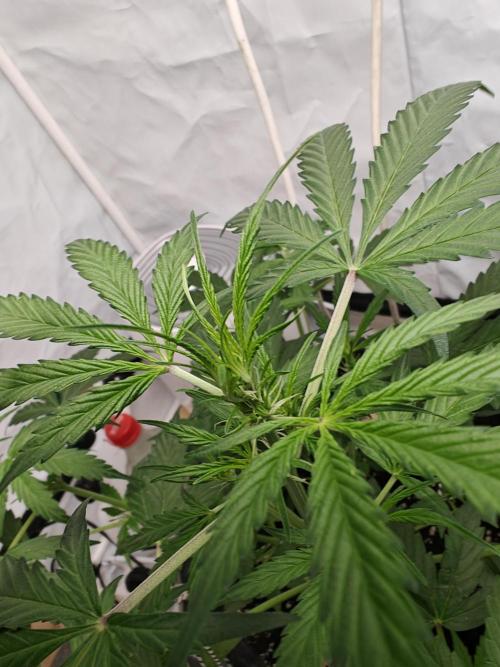 Durban poison auto. Week 5 - still hurting a bit, but she's in progress 