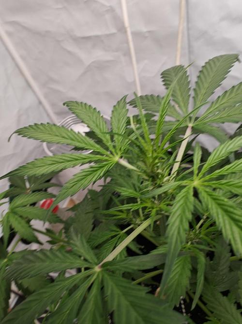 Durban poison auto. Week 5 - ...
