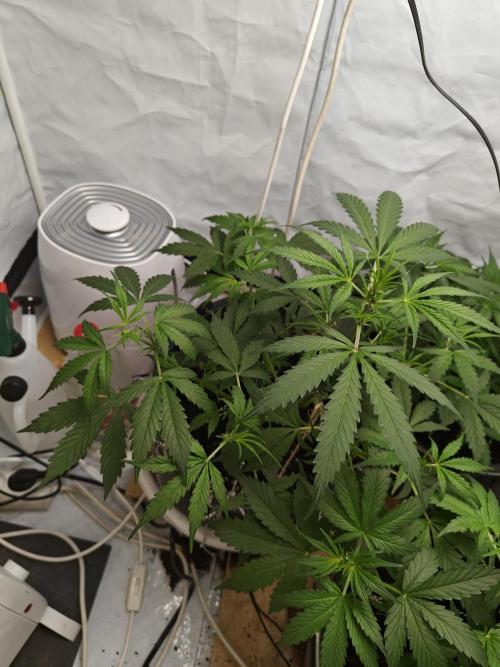 Durban poison auto. Week 5 - ...