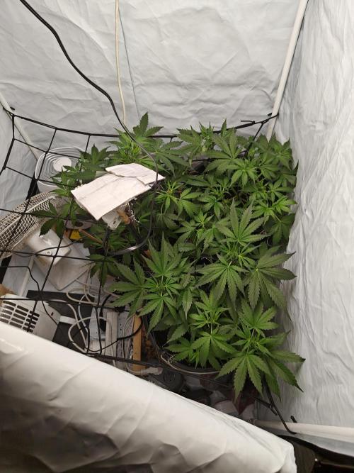Durban poison auto. Week 5 - i spreaded them a bit with a net and unfortunately i broke a branch 🤦‍♂️