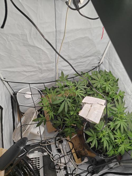 Durban poison auto. Week 5 - ...