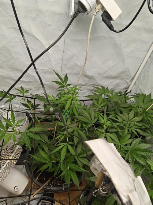 Durban poison auto. Week 6 - starting to look good, accidentally broke 2 branches though. 1 growed back together, the other one..