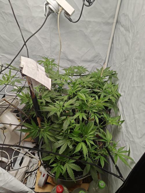 Durban poison auto. Week 6 - ....