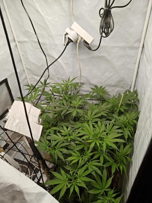 Durban poison auto. Week 6 - ...