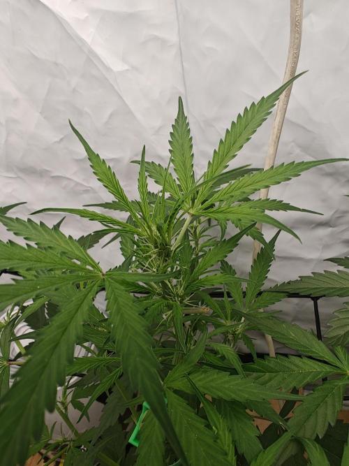 Durban poison auto. Week 6 - ...