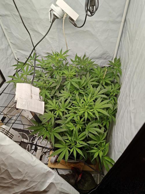 Durban poison auto. Week 6 - ...