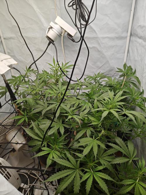 Durban poison auto. Week 6 - ...