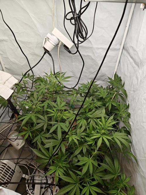Durban poison auto. Week 6 - ...