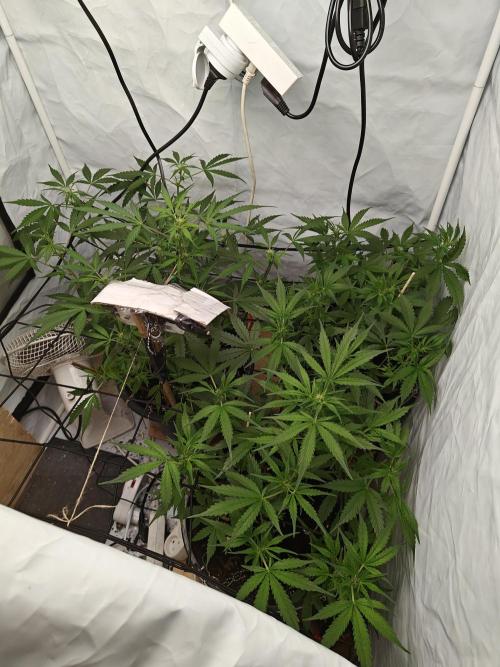 Durban poison auto. Week 6 - extreme humidity have pushed me to buy a dehumidifier 😅 and turn their night cycle around 