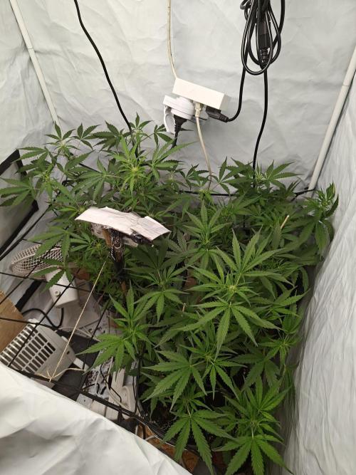 Durban poison auto. Week 6 - ...