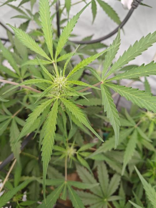 Durban poison auto. Week 6 - ...