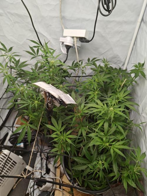 Durban poison auto. Week 6 - ...