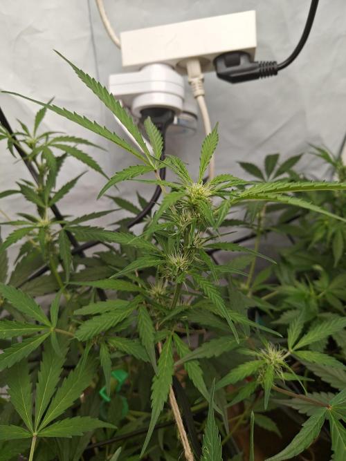 Durban poison auto. Week 6 - ...