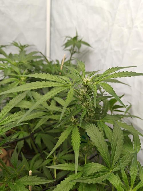 Durban poison auto. Week 6 - ...