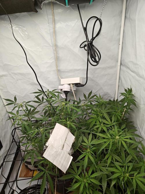 Durban poison auto. Week 7 - ...