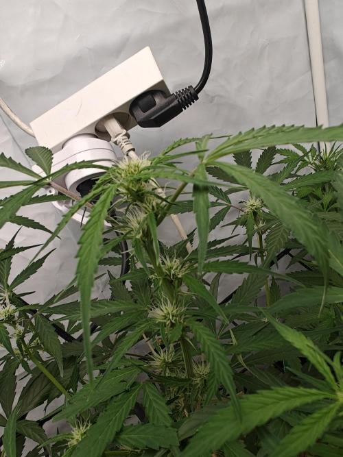 Durban poison auto. Week 7 - some buds are forming fine