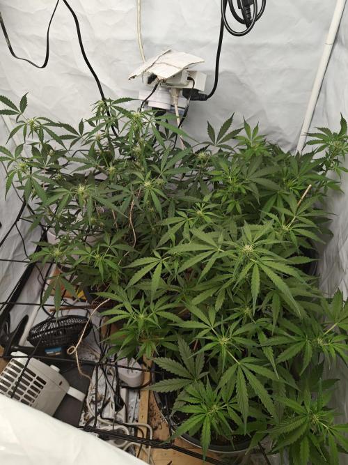 Durban poison auto. Week 7 - ...
