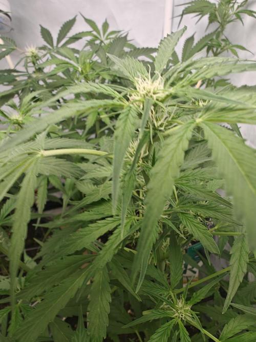Durban poison auto. Week 7 - ...