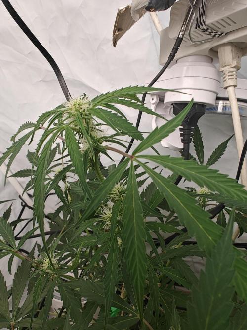 Durban poison auto. Week 7 - ...