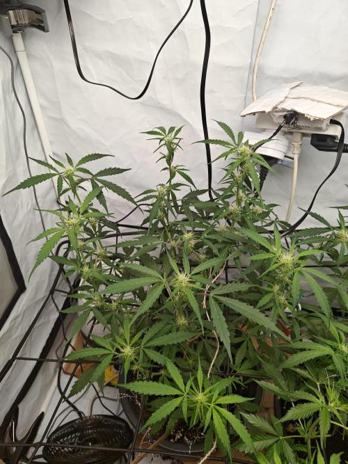Durban poison auto. Week 7 - hair cut and damn she is thirsty - another 1,5L today