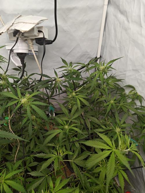 Durban poison auto. Week 7 - ...