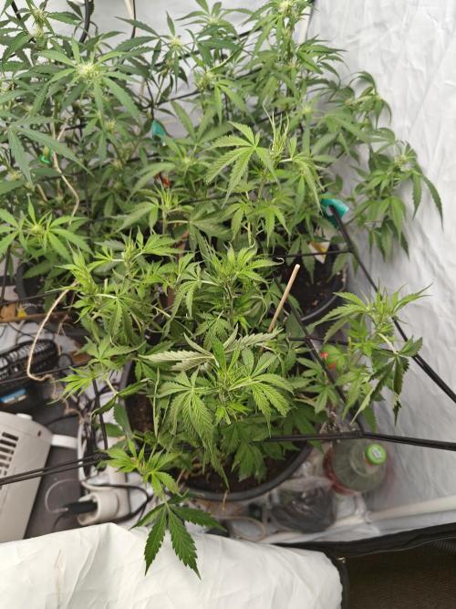 Durban poison auto. Week 7 - not happy with the greenhouse, inside again