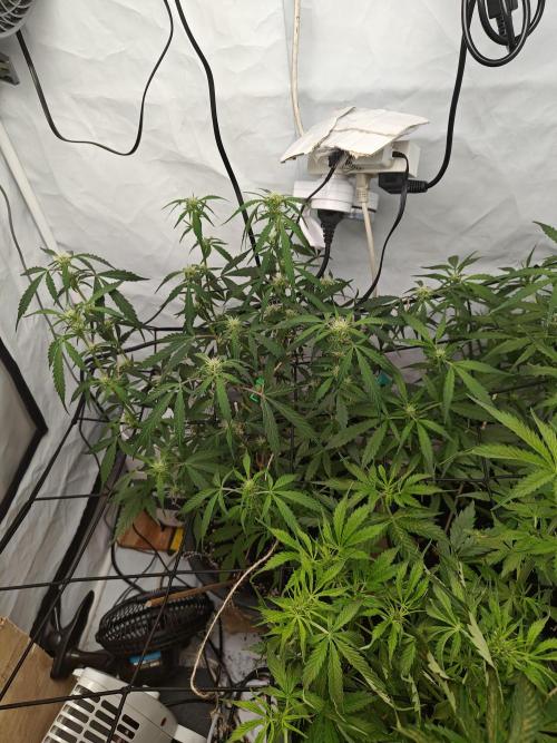 Durban poison auto. Week 7 - ...
