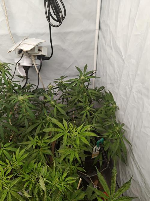 Durban poison auto. Week 7 - ...