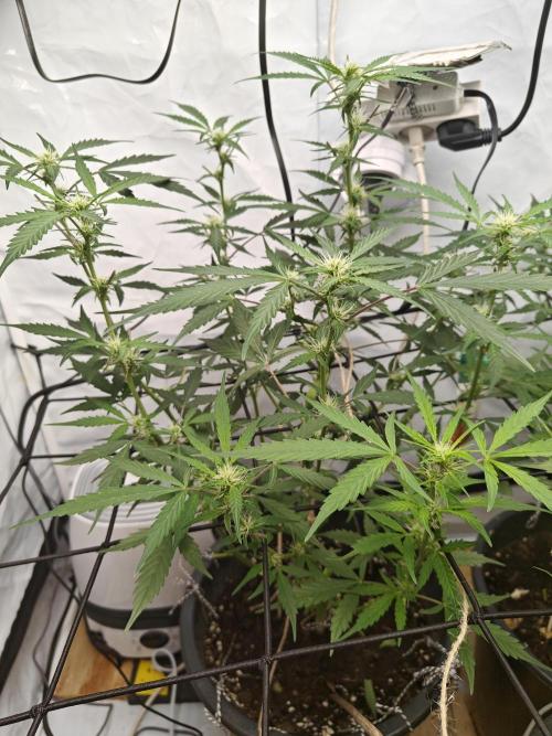 Durban poison auto. Week 7 - a little haircut