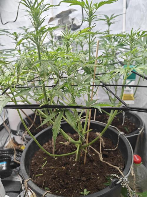 Durban poison auto. Week 7 - a little haircut