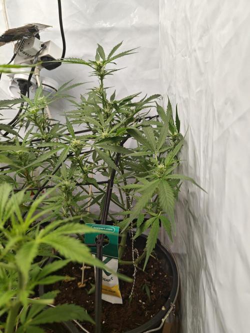 Durban poison auto. Week 7 - a little haircut