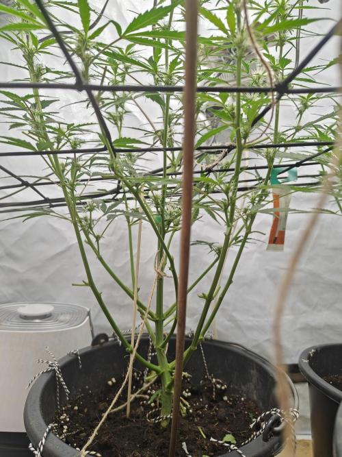 Durban poison auto. Week 7 - a little haircut