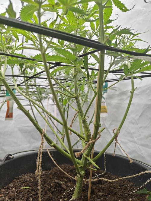 Durban poison auto. Week 7 - a little haircut