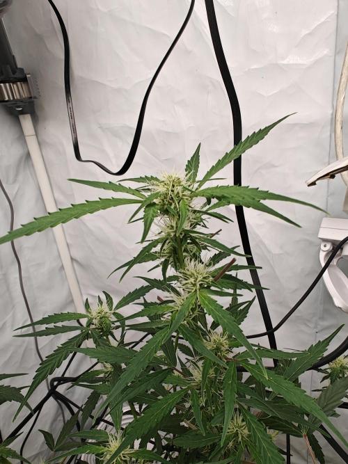 Durban poison auto. Week 7 - ...