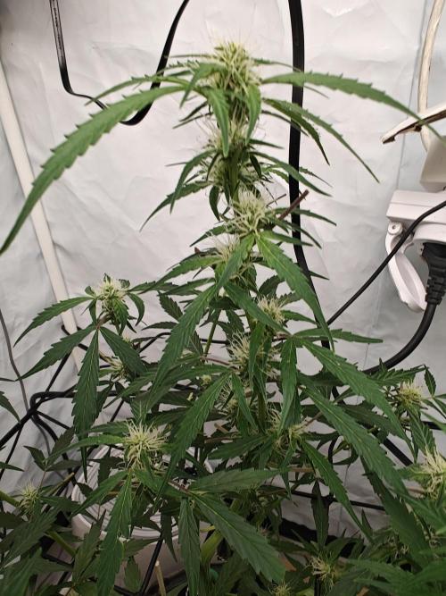 Durban poison auto. Week 7 - 3-4 weeks left