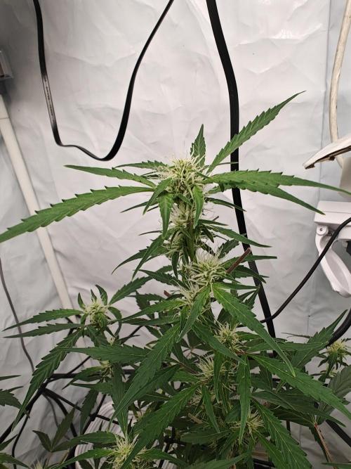 Durban poison auto. Week 7 - 3-4 weeks left