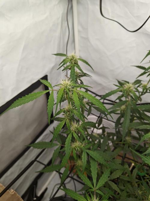Durban poison auto. Week 8 - i think its time to crank up the ppfd. 