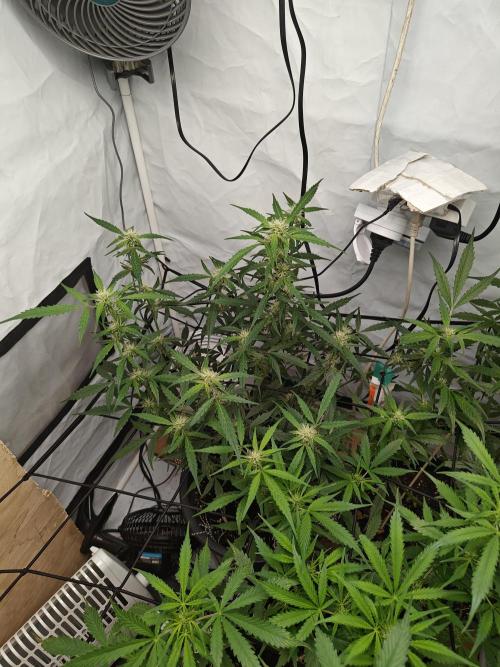 Durban poison auto. Week 8 - couldn't sleep more at 02, so i paid the girls a visit. the really love those extra ppfd