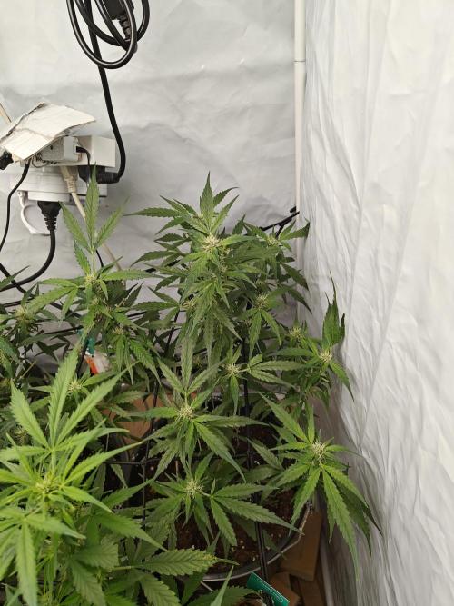 Durban poison auto. Week 8 - light power!