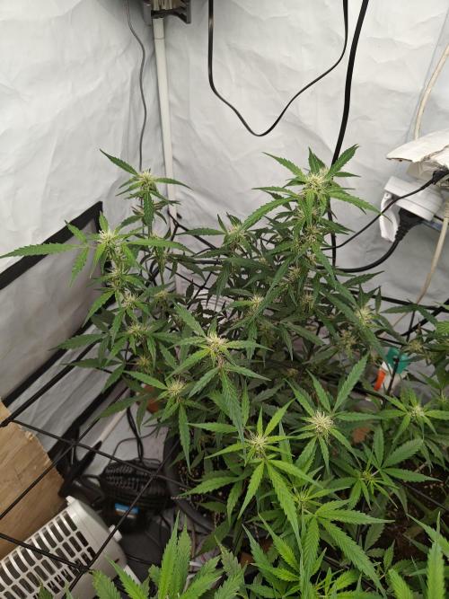 Durban poison auto. Week 8 - ♥️♥️♥️